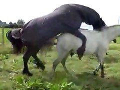 Black stud fucks white horse like porn star